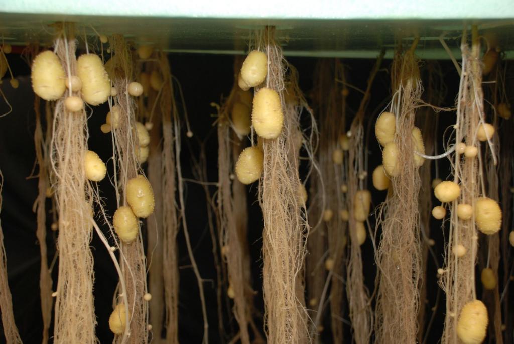 C:\Users\maxpodgai\Desktop\Potato seed production through soilless aeroponic-technology_0.jpg
