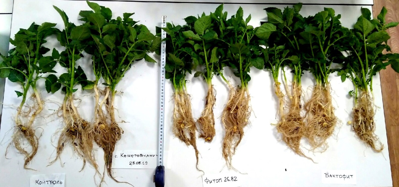 внешний вид растений в процессе семеноводства картофеля