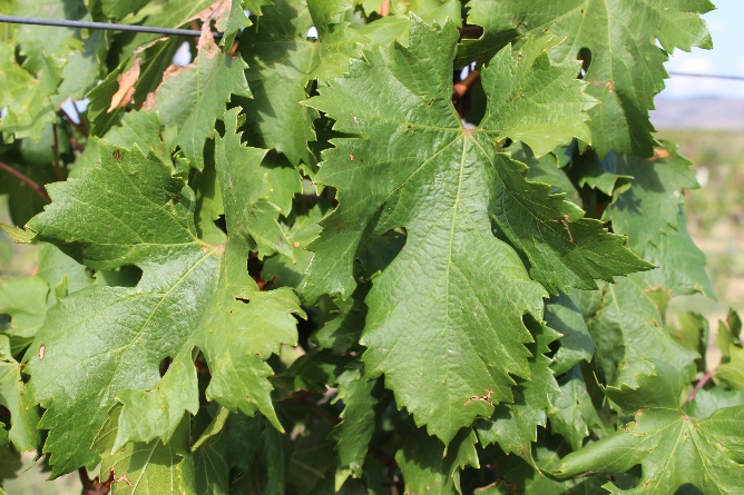 word image 91 Исследование сортов нового поколения и разработка комплекса технологических решений по биологическому виноградарству и виноделию