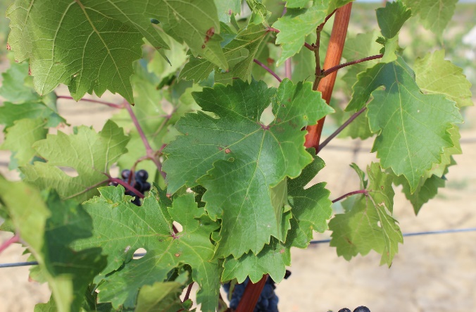word image 94 Исследование сортов нового поколения и разработка комплекса технологических решений по биологическому виноградарству и виноделию