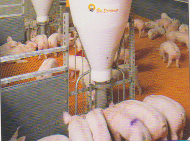 word image 542 Разработка инновационных технологий повышения продуктивности и качества продукции свиноводства