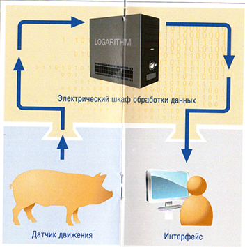 word image 556 Разработка инновационных технологий повышения продуктивности и качества продукции свиноводства
