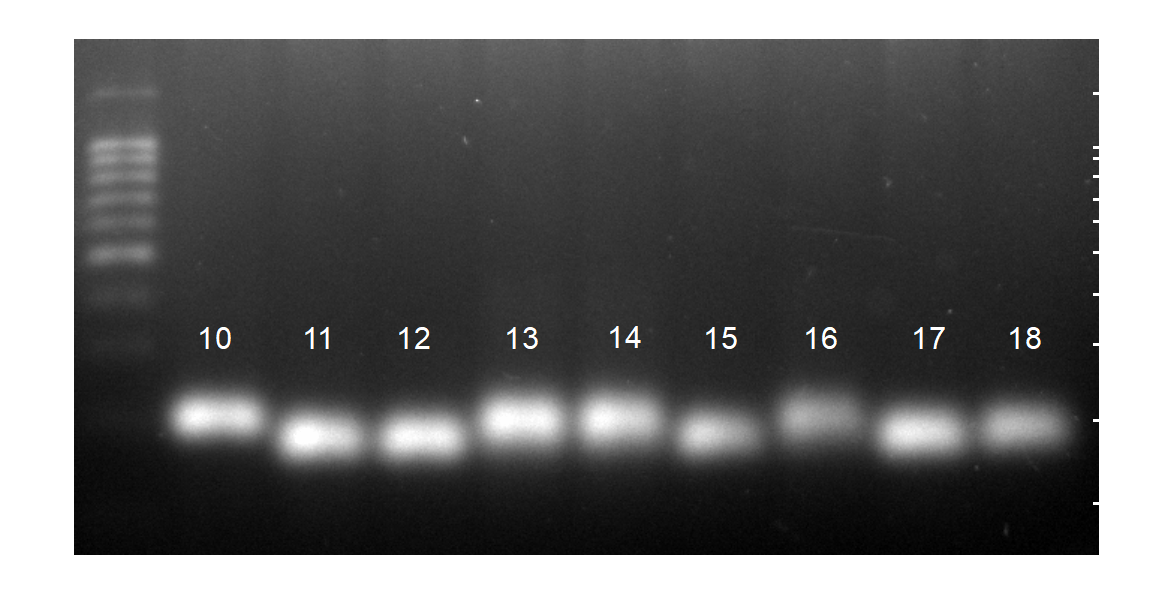 word image 2 Разработка молекулярно-генетических методов селекции сельскохозяйственной птицы с использованием ДНК-маркеров