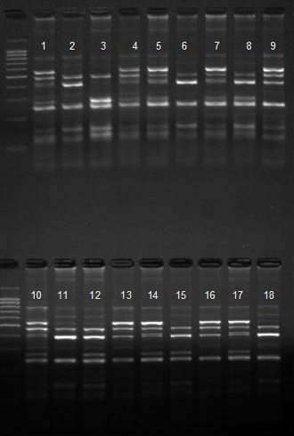 word image 3 Разработка молекулярно-генетических методов селекции сельскохозяйственной птицы с использованием ДНК-маркеров