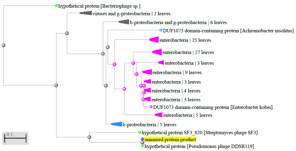 word image 1198 Разработка бактериофагового биопрепарата для биоконтроля Pseudomonas syringae в растениеводстве