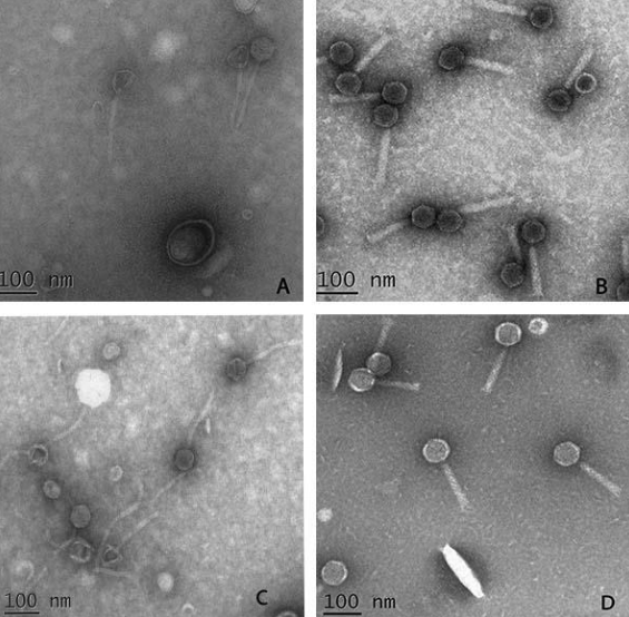 word image 620 Разработка бактериофагового биопрепарата для защиты от болезней растений, вызываемых Xanthomonas campestris и Pseudomonas syringae в растениеводстве